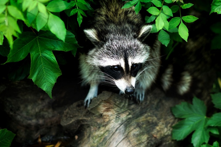Zombiszerűen viselkedő mosómedvék után nyomoz az ohiói rendőrség