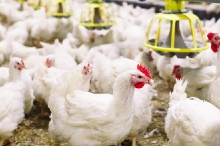 Nébih: Bács-Kiskun vármegyében ismét igazolták a madárinfluenzát